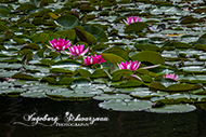 Retzbergweiher 14. Juni 2026
