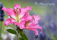 Fine Art - Blumen