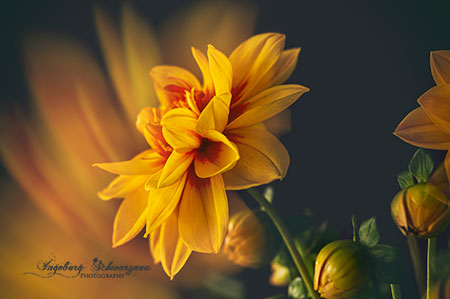 Fine Art - Blumen-Dahlien