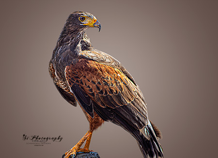 Fineart Greifvögel