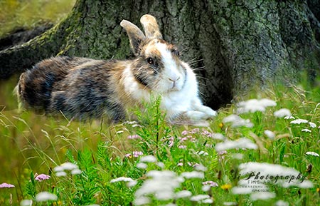 Fine Art - Hasen