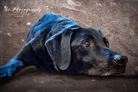Hund - Senta