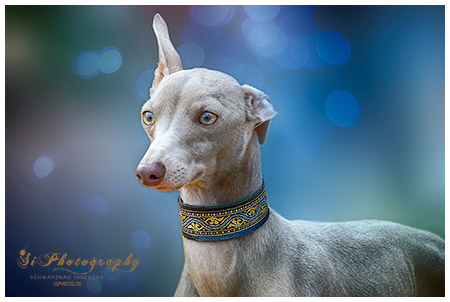 FINE ART - Hund Jala