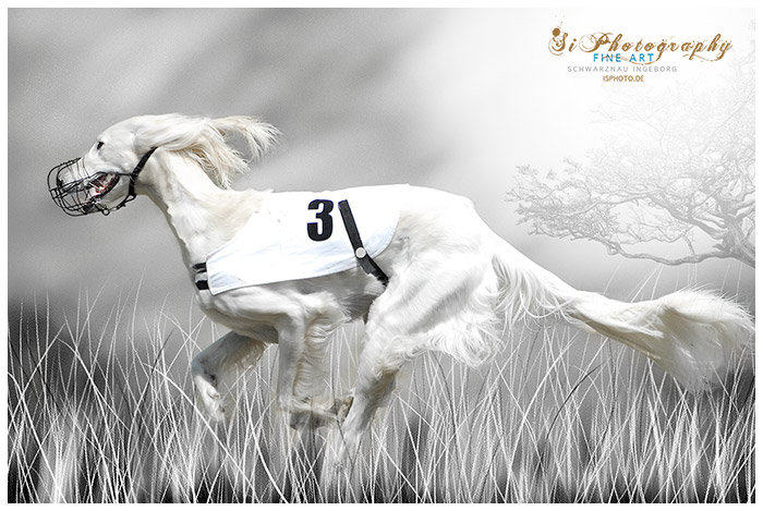 Hund - Coursing - weiss