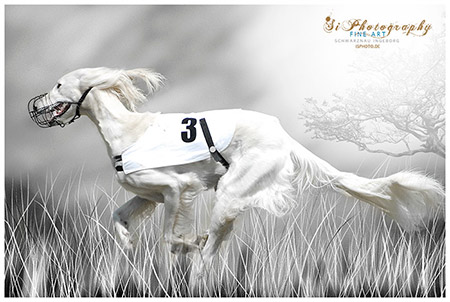 FINE ART - Hunde - Coursing
