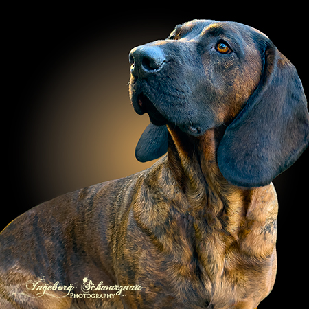 Hannoversche Schweißhund