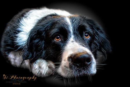 Hund Ischda