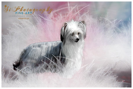 Hund - Lilly