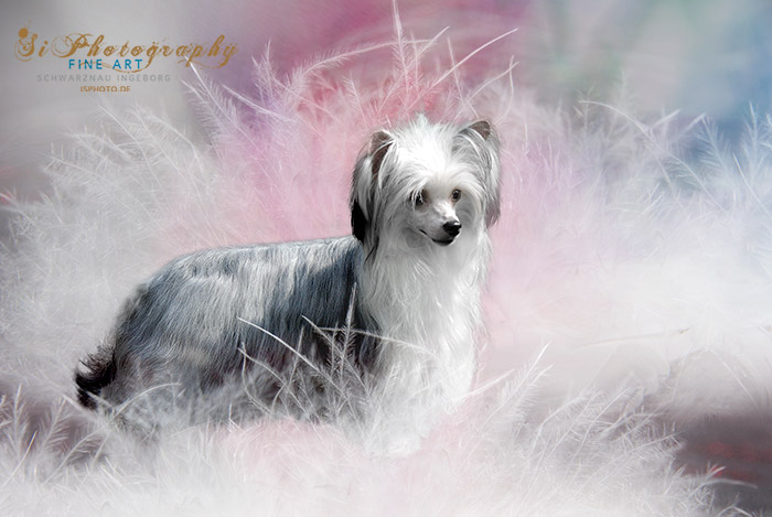 FINE ART - Hund Lilly