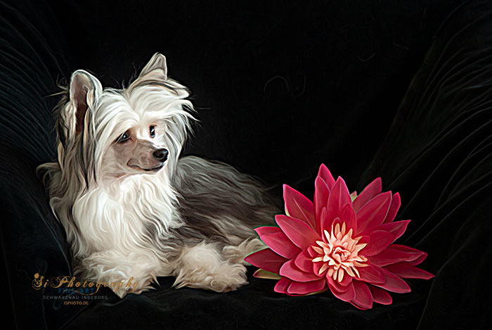 Lilly 38