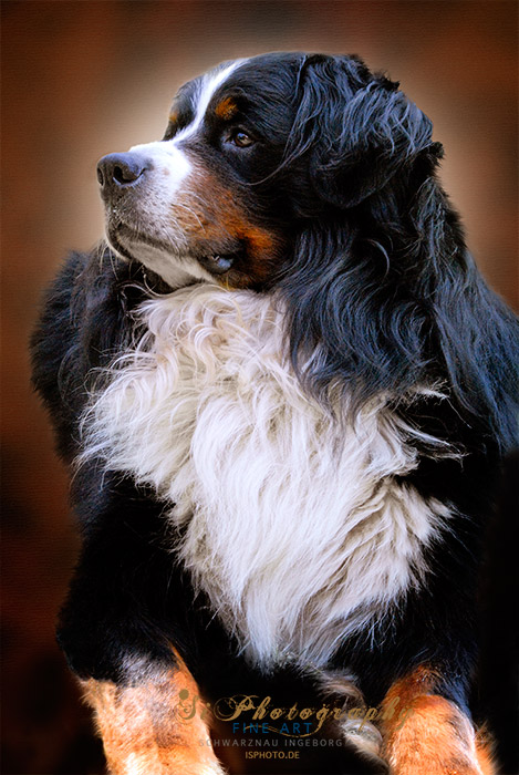 Hund - Sammy