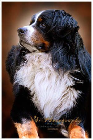 Hund - Sammy