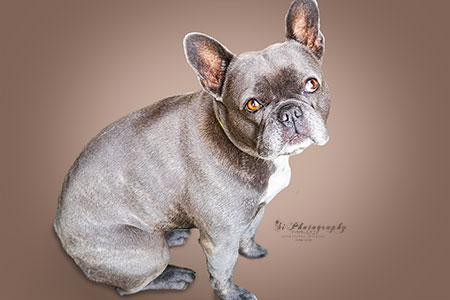 Französische Bulldogge - Willi