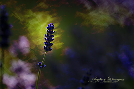 ICM Blumen
