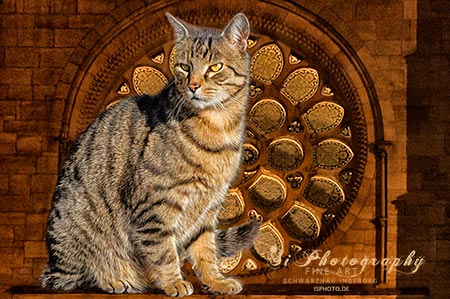 Katze-Chiara