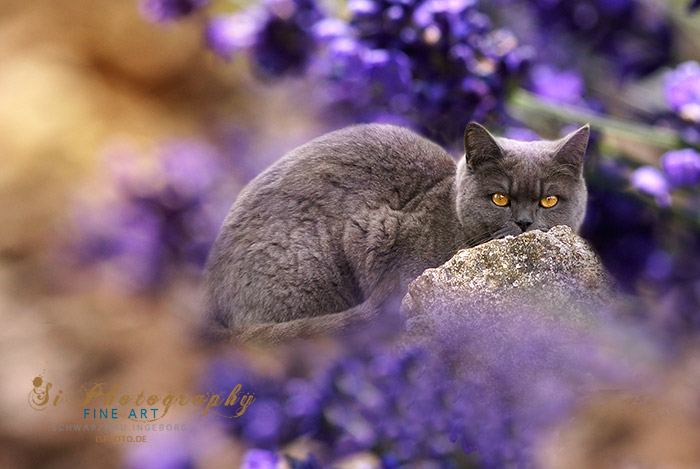 FINE ART - Katze Peter