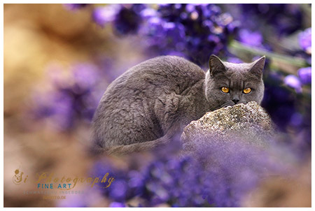 FINE ART - Katze Peter