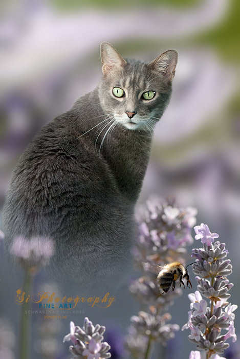FINE ART - Katze Richy