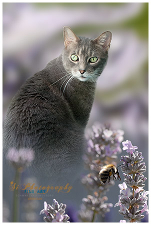 FINE ART - Katze Richy