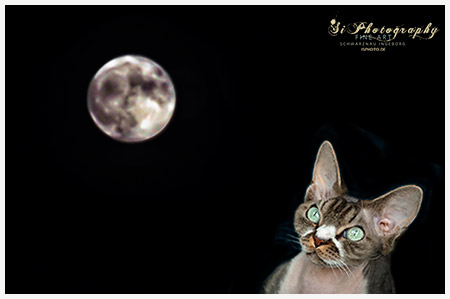 Mond am 14.11.2016 mit Katze