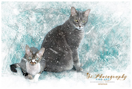 FINE ART - Katzen Xenon und Richy