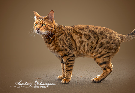 Bengal Katze