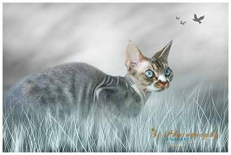 FINE ART - Katzen