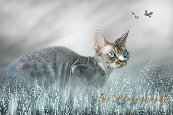 Katze - Xenon