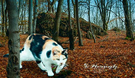 Katze - Lissy