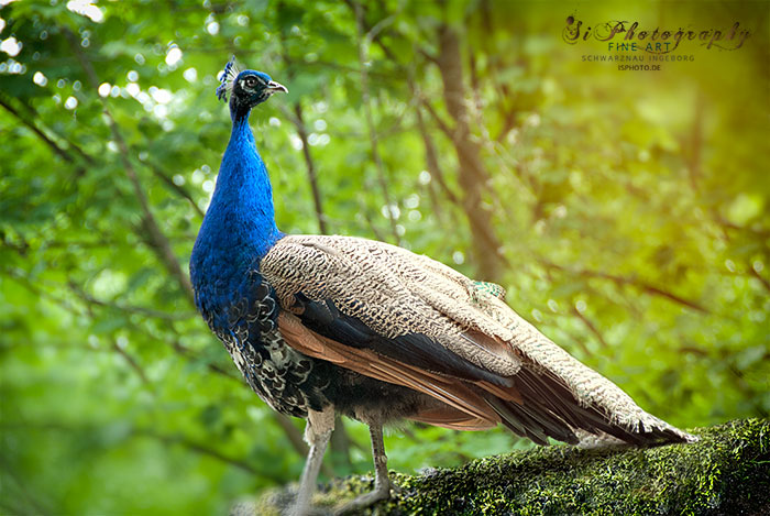 Pfau 12