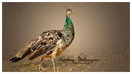 Pfau 2549
