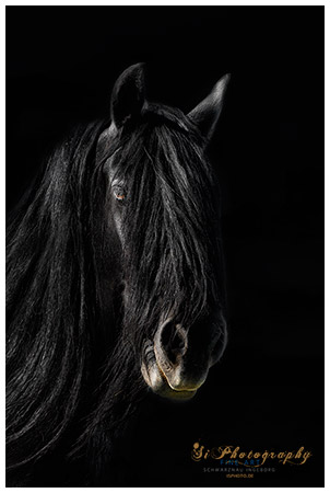 FINE ART - Pferde
