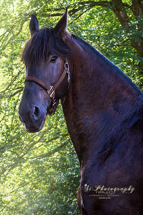 9275 Henry