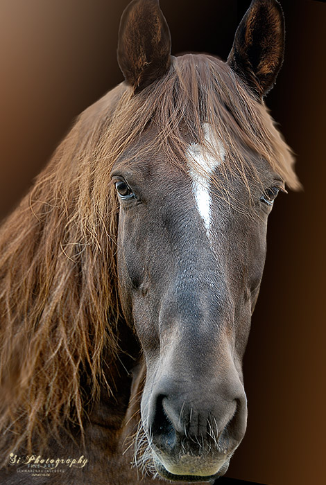 Pferd 58