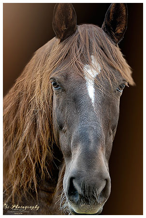 Pferd 58