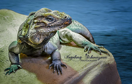 Fine Art - Reptilien 