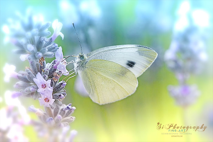 Schmetterling 86