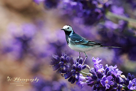 FINE ART - Vogel 06