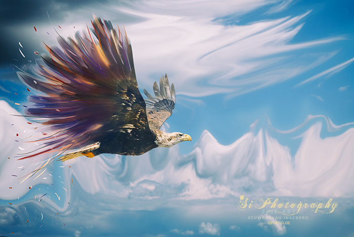 FINE ART - Greifvogel 110