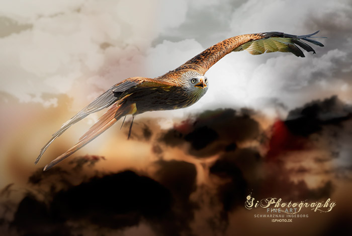 FINE ART - Vogel 127