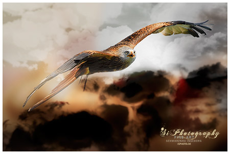 FINE ART - Vögel - Birds