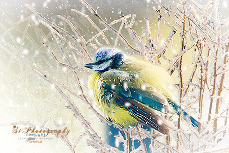 FINE ART - Vogel 20_1