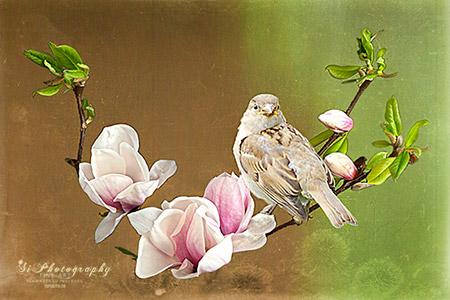 FINE ART - Vogel 20