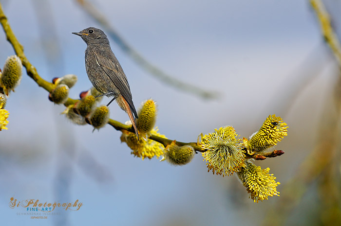 NE ART - Vogel 2647