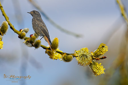 FINE ART - Vogel 2647