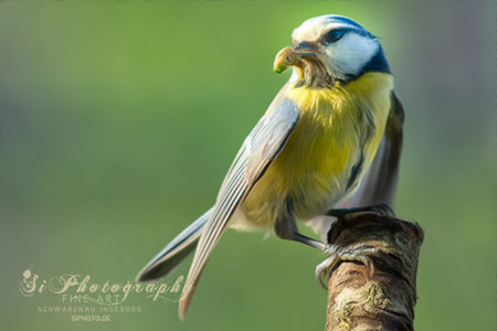 Fine Art - Blaumeise