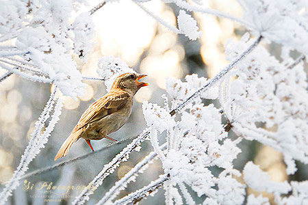 FINE ART - Vogel 05