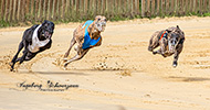 Foto/Events - Windhunderennen