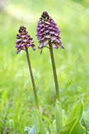 Wilde Orchideen