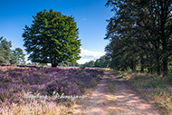 Mehlinger Heide